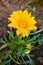 Flower gazania: yellow Flower gazania.