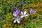 Flower Gentianella cerastioides in paramo Ecuador