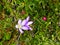 Flower Gentianella, flower of highland paramo