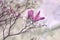 Flower of gentle pink magnolia, spring branch closeup, romantic natural background