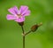 Flower of Geranium robertianum, commonly known as herb-Robert, red robin, death come quickly, storksbill, fox geranium, stinking