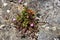 Flower geranium robertianum in the stone wall