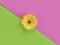 Flower gerbera on colorful background beautiful minimalism creative