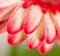 Flower gerbera and water drops on petals