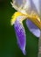 Flower of German Iris, Detail