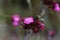 Flower of a giant pink, Dianthus giganteus