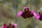 Flower of a giant pink, Dianthus giganteus