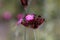 Flower of a giant pink, Dianthus giganteus