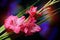 Flower Gladiolus