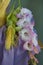 Flower gladiolus