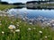 Flower with glassy water and homes in distance