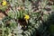 Flower of goat head flower, Tribulus terrestris