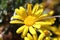 Flower of golden daisy bush