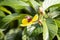 Flower of a golden guinea tree, Dillenia alata