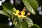 Flower of a golden guinea tree, Dillenia alata