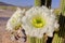 Flower of the Golden Torch Cactus