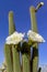 Flower of the Golden Torch Cactus