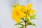 Flower,Golden trumpet vine, Yellow bell (Allamanda cathartica)