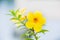 Flower,Golden trumpet vine, Yellow bell (Allamanda cathartica)