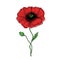 Flower graphic illustration poppy sketch tattoo print color sketch