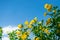 Flower grass community with blue sky name Pennisetum pedicellatum