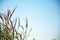 Flower grass community with blue sky name Pennisetum pedicellatum