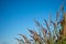 Flower grass community with blue sky name Pennisetum pedicellatum