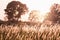 Flower grass field in tropical forest with sunset light