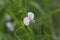 Flower of a grass pea, Lathyrus sativus