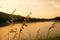 Flower grass on river in evening background