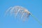 Flower of grass sway, Beautiful grass flower on blue sky clear background, Grass flower in nature selective focus