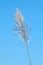 Flower of grass sway, Beautiful grass flower on blue sky clear background, Grass flower in nature selective focus