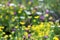 flower grasses of clover, buttercups, yarrow and other herbs. summer background.