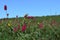 Flower grassland hill