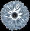 flower gray-blue gerbera. Flower isolated on the black background. No shadows with clipping path. Close-up.
