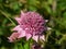 Flower of Great masterwort or Astrantia maxima close-up, selective focus, shallow DOF