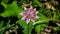 Flower of Great masterwort or Astrantia maxima close-up, selective focus, shallow DOF
