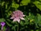 Flower of Great masterwort or Astrantia maxima with honey bee close-up, selective focus, shallow DOF