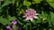 Flower of Great masterwort or Astrantia maxima with honey bee close-up, selective focus, shallow DOF