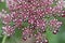 Flower of a greater burnet-saxifrage, Pimpinella major