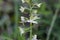 Flower of a greater butterfly-orchid Platanthera chlorantha