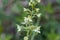 Flower of a greater butterfly-orchid Platanthera chlorantha