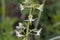 Flower of a greater butterfly-orchid Platanthera chlorantha