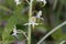 Flower of a greater butterfly-orchid Platanthera chlorantha