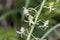 Flower of a greater butterfly-orchid Platanthera chlorantha