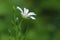 Flower of Greater Stitchwort (Stellaria holostea)