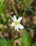 Flower Greater stitchwort or Stellaria holostea with bokeh background, macro, selective focus, shallow DOF