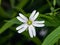 Flower Greater stitchwort or Stellaria holostea with bokeh background, macro, selective focus, shallow DOF