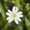 Flower Greater stitchwort, Stellaria holostea, with bokeh background, macro, selective focus, shallow DOF