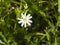Flower Greater stitchwort, Stellaria holostea, with bokeh background, macro, selective focus, shallow DOF